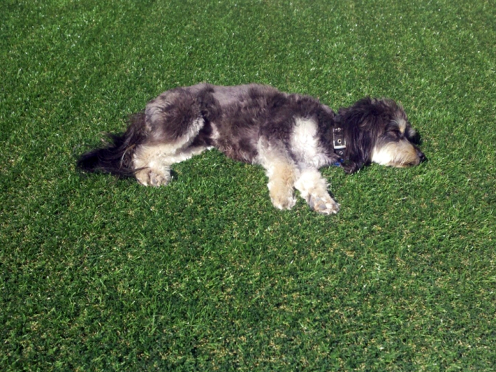 Artificial Grass Installation Ellicott, Colorado Pictures Of Dogs, Dog Kennels