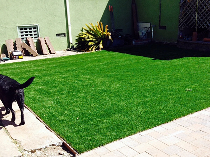 Artificial Grass Orchard City, Colorado Indoor Dog Park, Backyard Designs