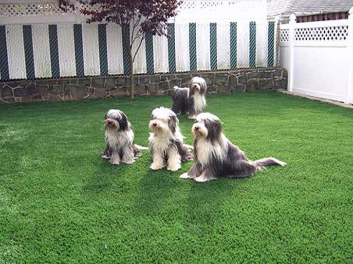 Artificial Lawn Welby, Colorado Dog Parks, Dog Kennels