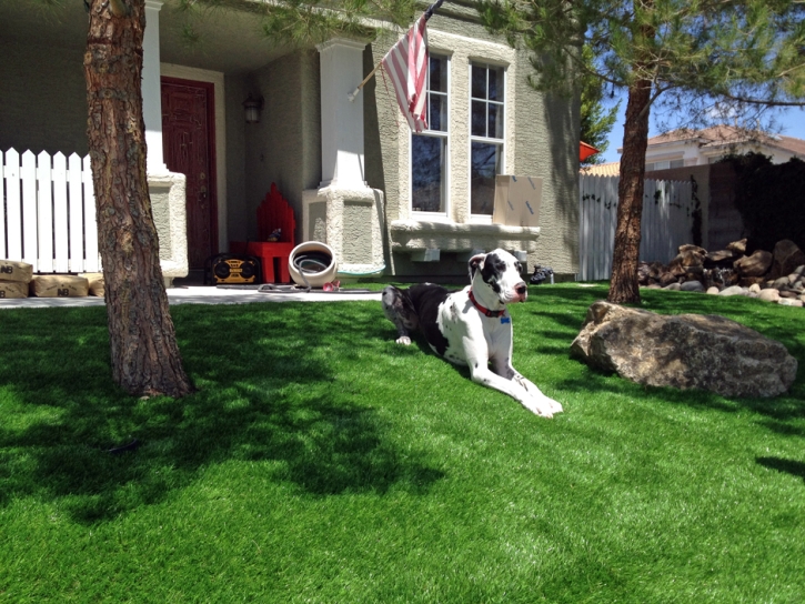 Grass Carpet Aspen, Colorado Pet Turf, Front Yard Landscape Ideas