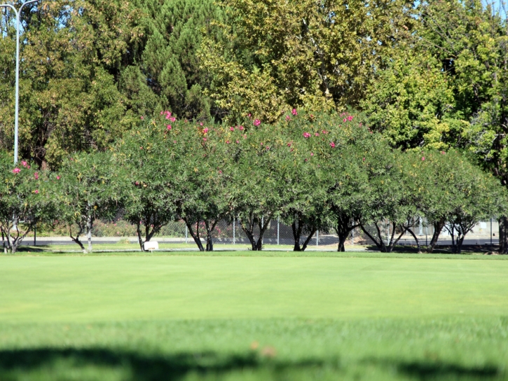 Grass Carpet Holly, Colorado Putting Green Grass