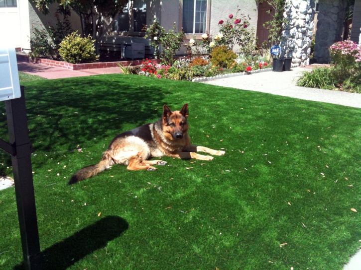 Synthetic Turf Supplier Lafayette, Colorado Hotel For Dogs, Dog Kennels